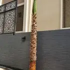 نخل واشنطني للبيع