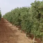 يوجد لدينا زيتون مثمر جميع الأحجام ويوجد وسط ويوجد شتلات كبي