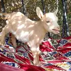 معزه قزم عمرها 3 شهور