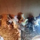 صوص دجاج عربي للبيع