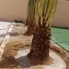 يوجد لدينا جميع انواع النخيل وجميع المقسات المثمره بقيق وصلا