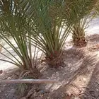 يوجد لدينا جميع انواع إنخل العربي وزينه وشبوك