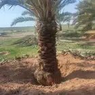 نخل للبيع القصيم الشري توريد وتصدير لا خارج المملكه