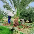 نخل مثمر للبيع نخيل صقعي برحي سكري واشنطني زينه امريكي نقايل