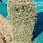 برسيم ناعم ورق صافي