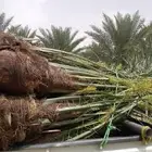 السلام عليكم ورحمه الله وبركاته عندنا نخل طيب نتواجد في الطا