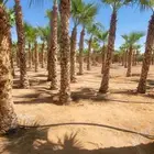 نخيل واشنطني زينه نخيل عربي جميع المقاسات متوفره