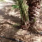 تركيب شبوك المزارع والاستراحات وزراعة النخيل بأنواعه