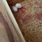 زوج كنيور منتج