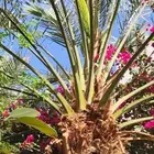 يوجد لدينا جميع انواع النخيل العربي ورش الحشرات
