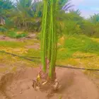 نخل عربي وواشنطن