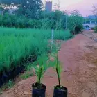 شتلات اثل بلدي متوفر 50 الف شتله