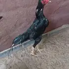 شامو الماني هزاز