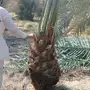 اخلاص القصيم