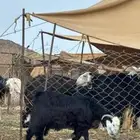 تيس جذع فل الفل مخصي للبيع