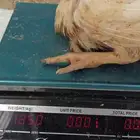 دجاج لاحم