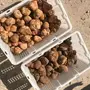 فقع زبيدي واخلاسي 