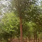 سدر بلدي وصيني