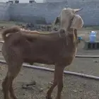 تم البيع تيس