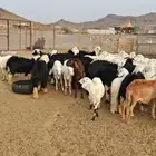 تم البيع تم البيع تم البيع