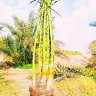 يوجد الدينا جميع أنواع النخل