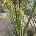 نخيل مثمر لبيع