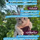 فندقه قطط اليوميه 14 ريال