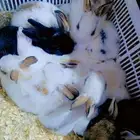 للعرض فقط صل على الحبيب