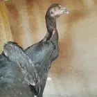 اللهم يا رزاق يا ذا القوه المتين ارزقني وأنت خير الرازق يا ر