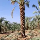مما عربي وواشنطنيا