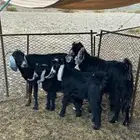 للبببيع معزا ولد وعيالها كبرا ذبايح