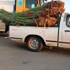 يوجد لدينا جميع انواع النخيل المثمره وازينه خلاص شقرا