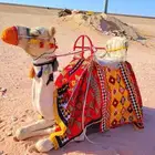 اجار جمل رحول اجار زلول ركبي اجار ابل اجار خيل عربي صقر