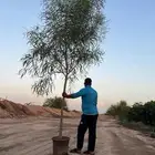 نخيل مثمر للبيع صقعي سكري اخلاص هلالي مجدوله شيشي زاملي