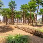 نخيل واشنطني نخيل زينه نخيل عربي جميع المقاسات متوفره