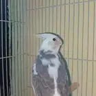 فرخ كروان بايد أليف حمامه