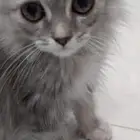 كيتين شيرازي للبيع
