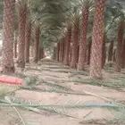 نقوم بتنضيف وتشويك وتكريب جميع المزارع وتوريد انخيل عربي