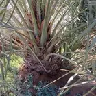 يوجد لدينا1000الف نخله صقعي نخل طيب مره