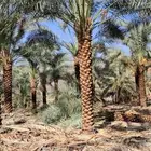 نخل عربي وواشنطنيا