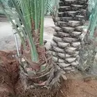 يوجد لدينا جميع انواع النخيل وجميع المقسات المثمره ولواشنطني