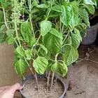 شتلات ريحان ايطالي وبلدي