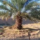 تشويك وتلقيح النخيل