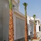 نخل وشنطني