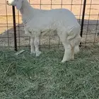 رخل فاخره صنف معرفه