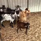 الغنم معزا اب فحل