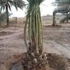 يوجد لدينا جميع انواع انخيل الفاخره للبيع كل المقاسات