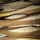 لوقاح وا بدرت نخل