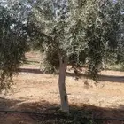 متخصصون في التشجير وتوريد وتشبيك المزارع
