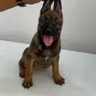 متاج جراوي مالينو للحجز ذكرين فقط